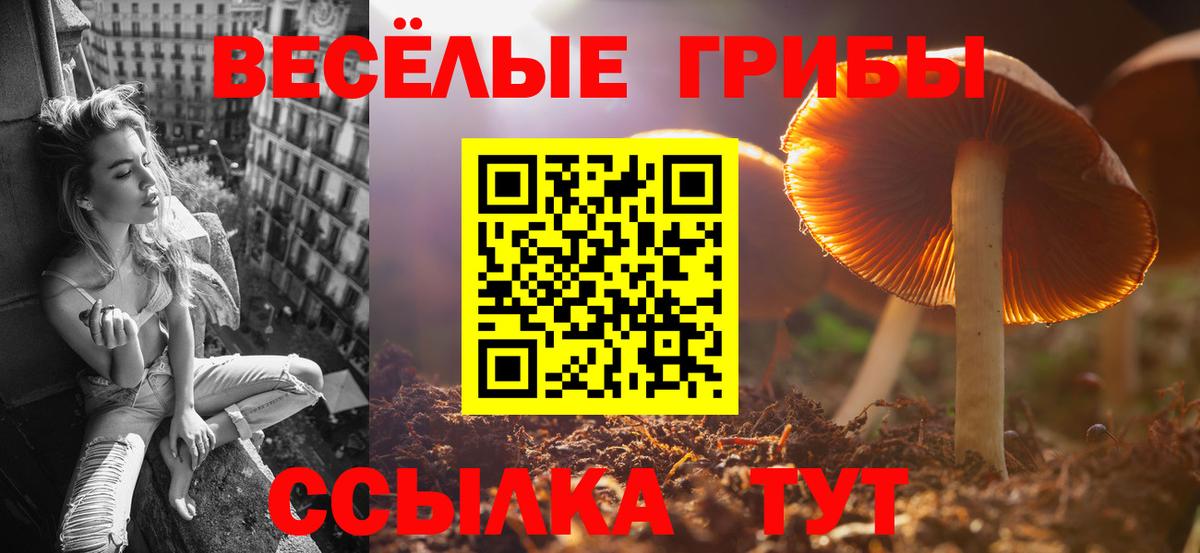 Галлюциногенные грибы Psilocybine cubensis  Вход с VPN  Псилоцибиновые грибы Psilocybine cubensis  Луга 